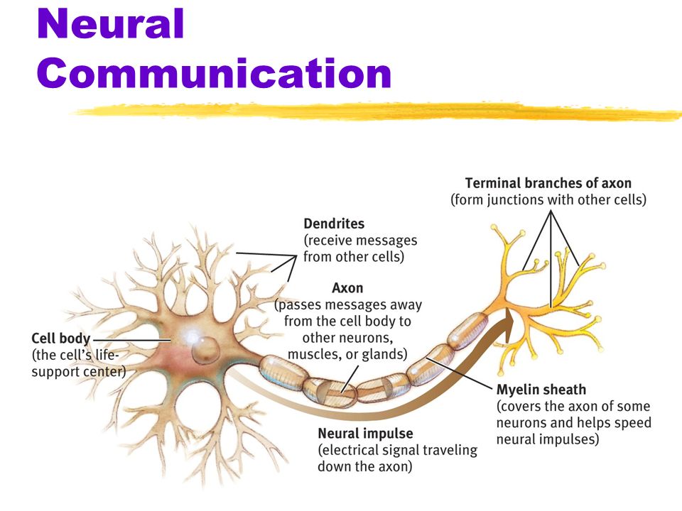 chapter 2 neuroscience genetics and behavior neural communication neural communication