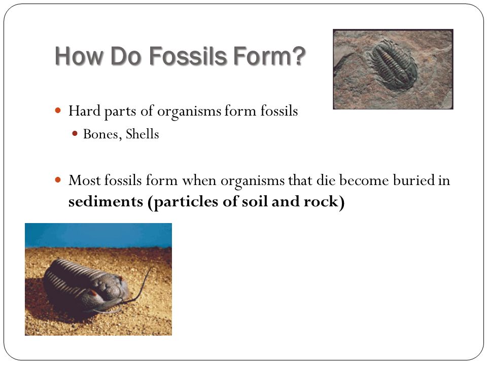 wednesday 12 16 15 learning goal explain how fossils form how where do fossils form