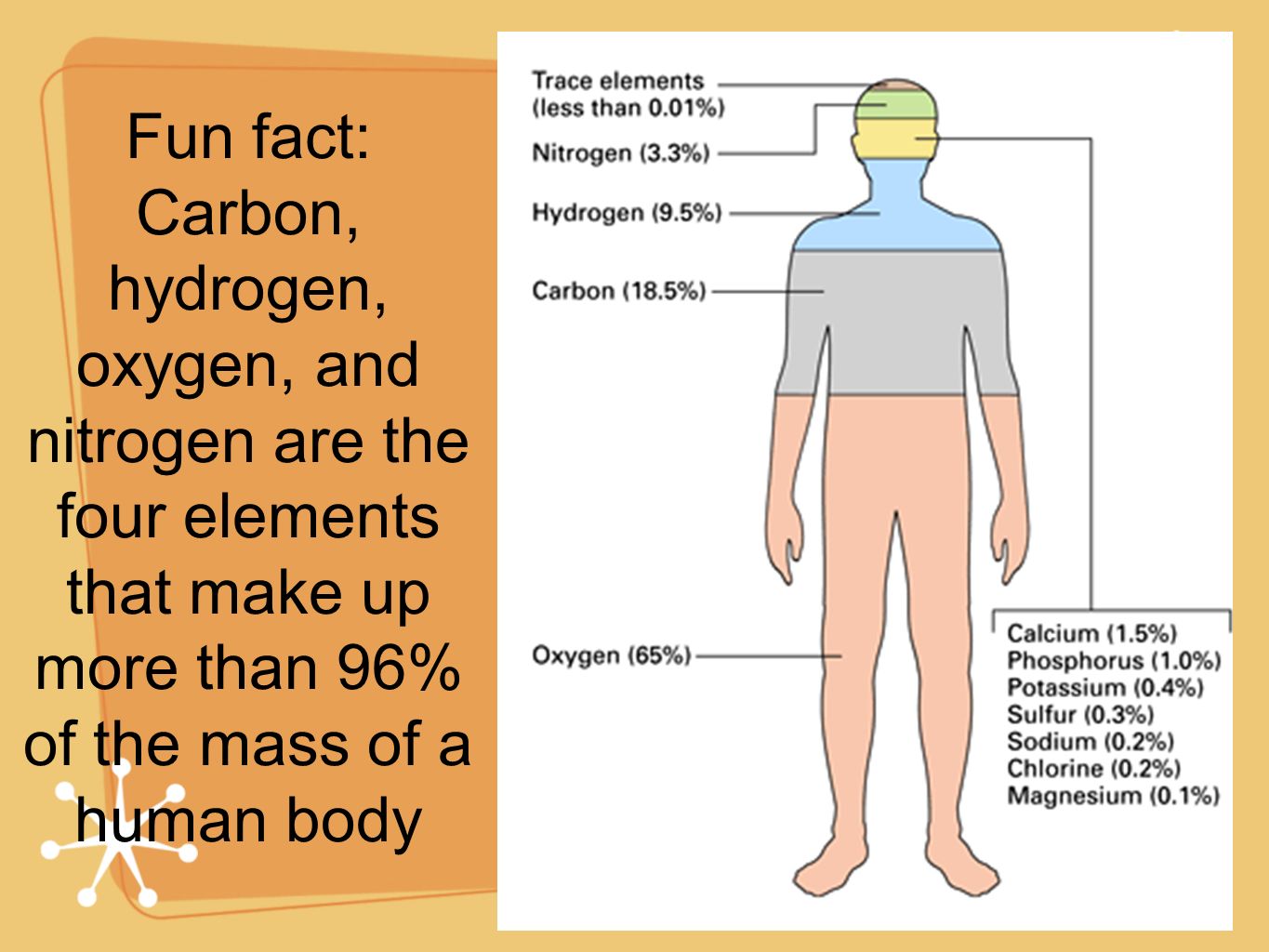 Fun fact: Carbon, hydrogen, oxygen, and nitrogen are the four elements that make up more than 96% of the mass of a human body