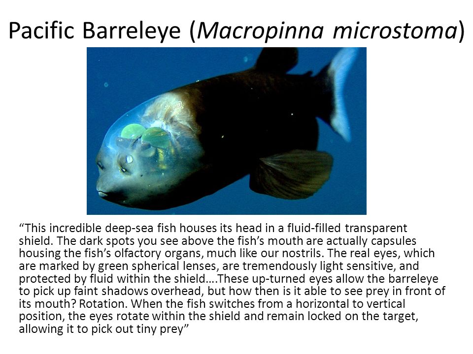 deep sea fish adaptions essay deep sea fish adaptions essay