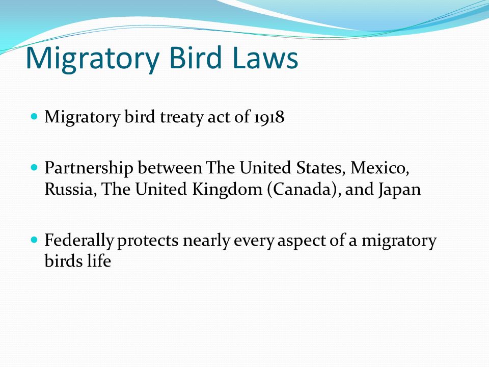 understanding the migratory bird treaty act of 1918 and the infestation of european starlings in the understanding the migratory bird treaty act of 1918 and the infestation of european starlings in the