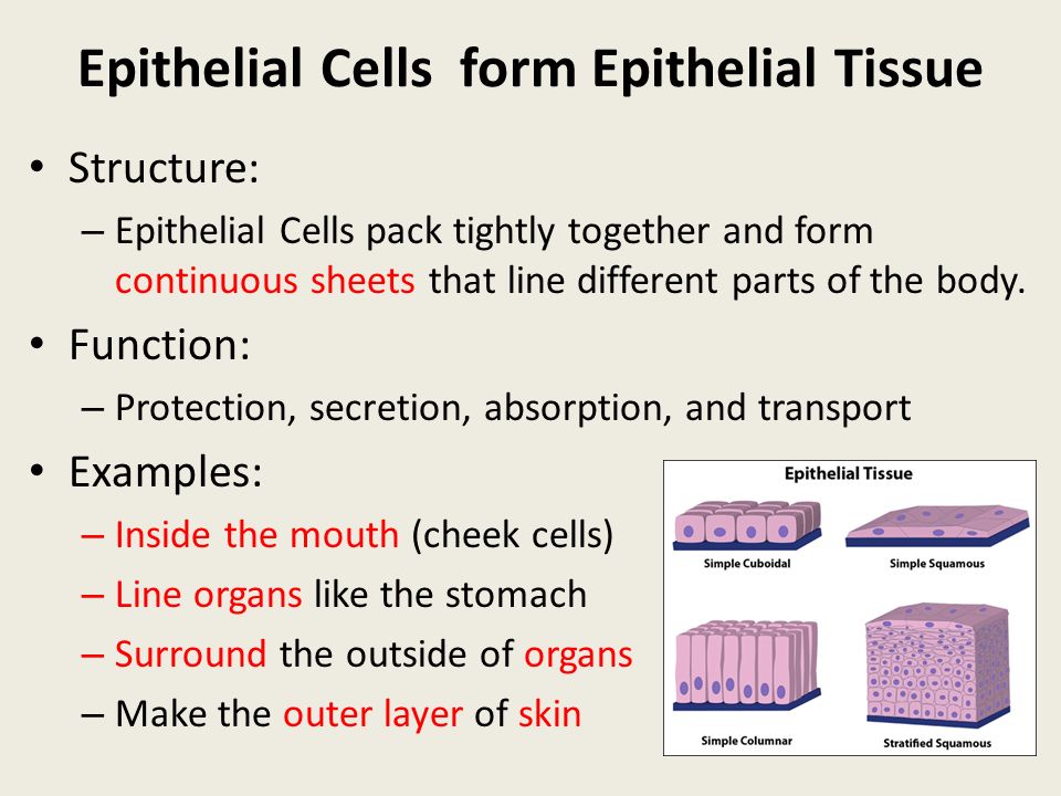 general function of epithelial tissue Epithelial tissue characteristics study general features • identification and functions of connective tissues involves at least three characteristics. general function of epithelial tissue Epithelial tissue characteristics study general features • identification and functions of connective tissues involves at least three characteristics.