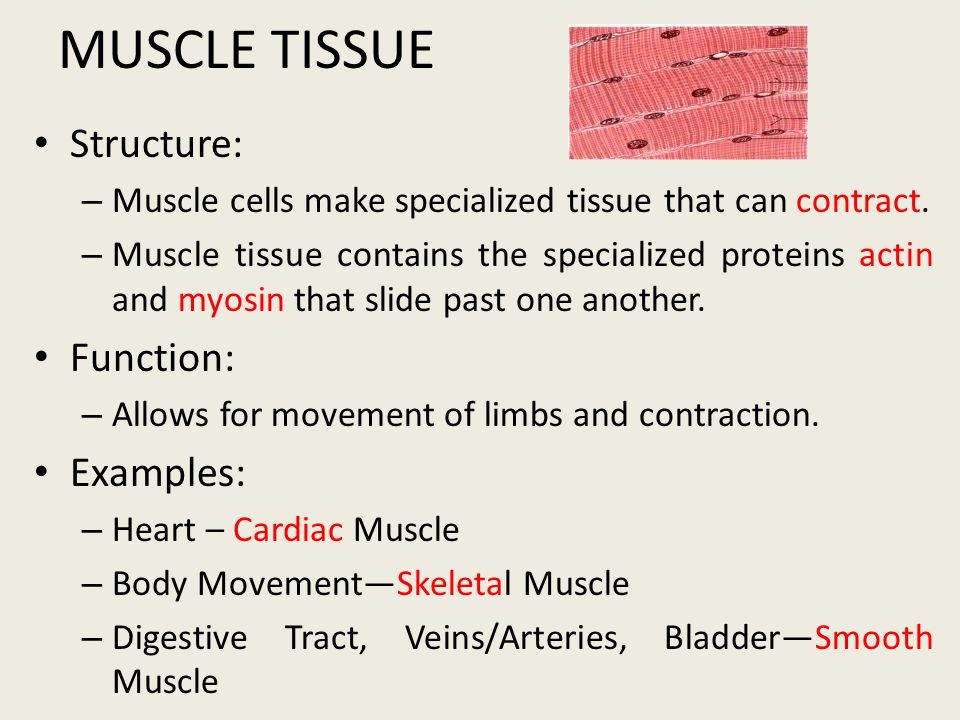 Image result for muscle cell structure and function