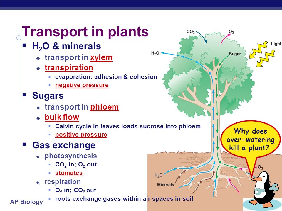 why biology essay why biology essay