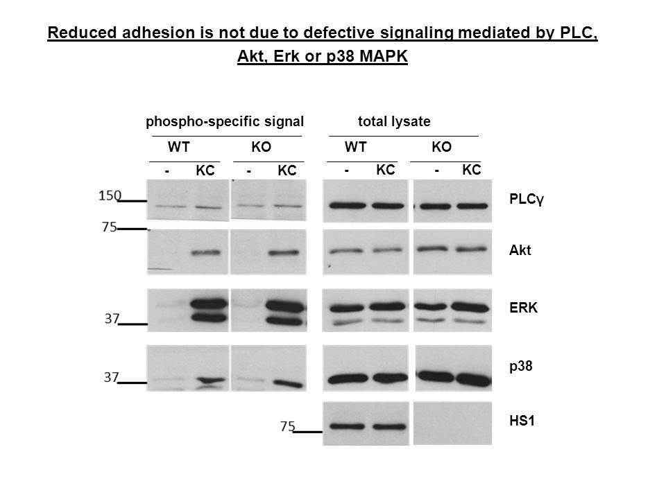 Reduced adhesion is not due to defective signaling mediated by PLC, Akt, Erk or p38 MAPK Akt p38 PLCγ HS1 ERK phospho-specific signaltotal lysate - KC WT KO - KC - KC WT KO