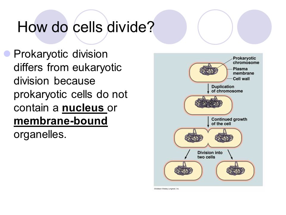 why do cells divide