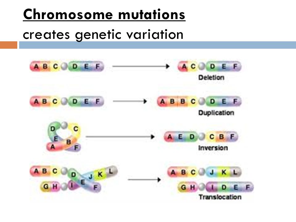 Chromosomal Mutations Worksheet Rringband Gene Action Mutation Worksheet Chromosome Rringband