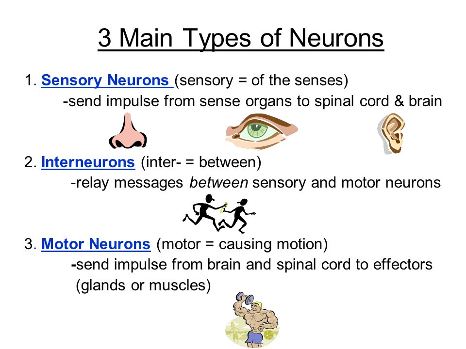 three types of neurons