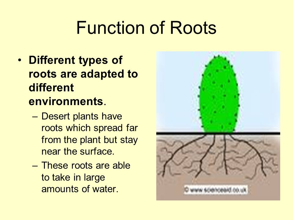 Function of Roots Different types of roots are adapted to different environments.