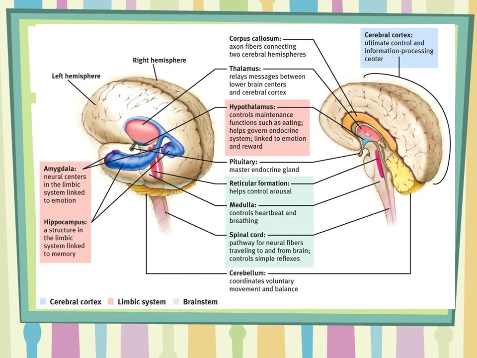 a study of the hemispheres of the brain and their distinct functions a study of the hemispheres of the brain and their distinct functions