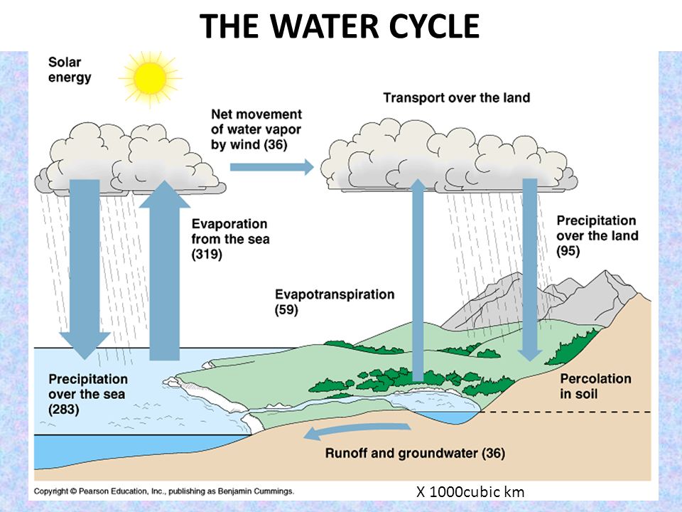 Worksheet Biogeochemical Cycles Worksheet 3 4 biogeochemical cycles worksheet intrepidpath and human impact man steve cutts ppt