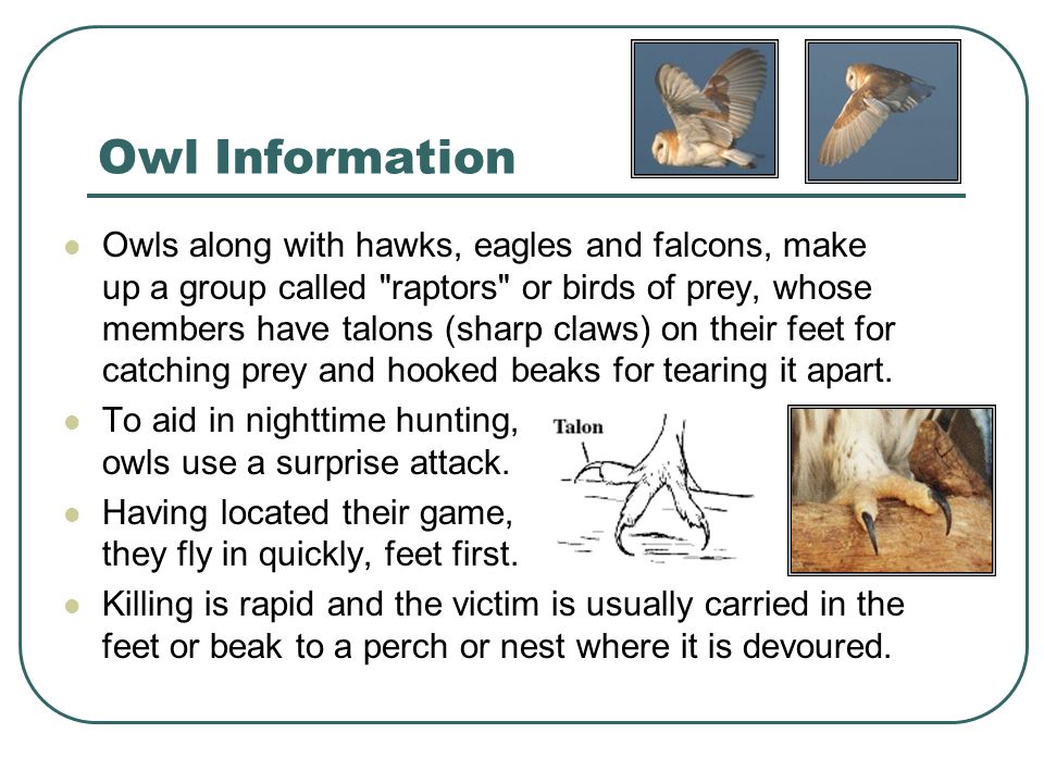 owl information