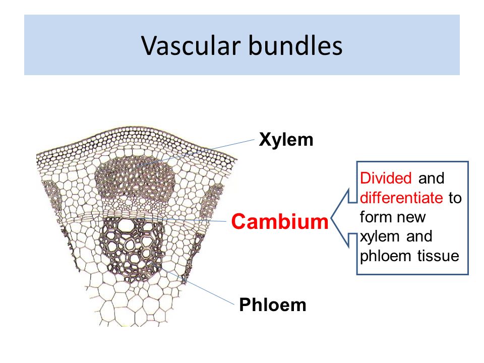 vascular tissue vascular tissue