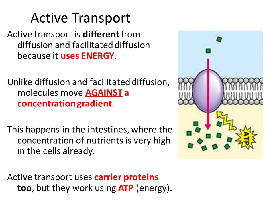 How do you compare and contrast active transport and facilitated diffusion?