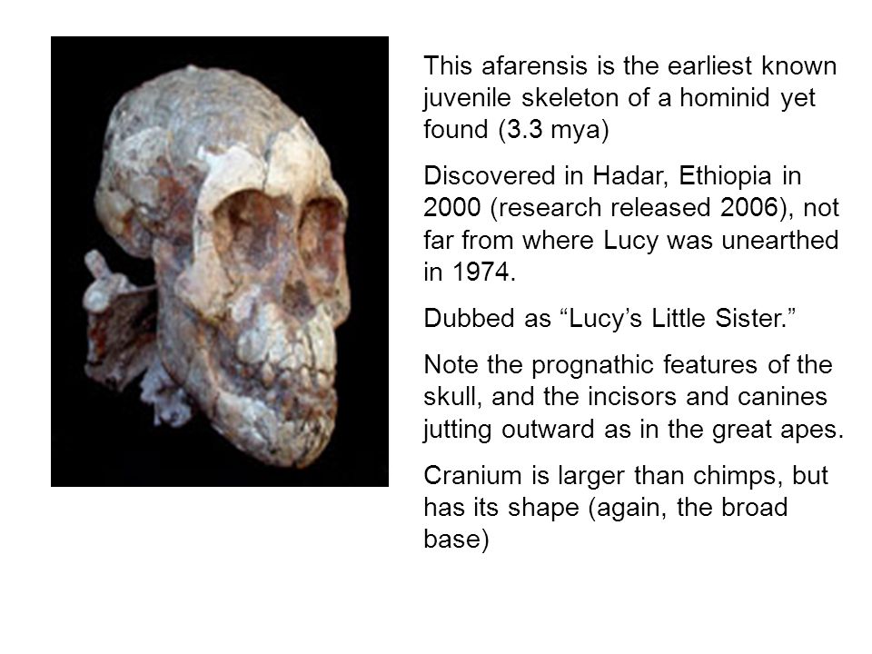 genus australopithecus Homo habilis homo habilis nevertheless, evidence suggests that in some ways, it was quite similar to species in the genus australopithecus. genus australopithecus Homo habilis homo habilis nevertheless, evidence suggests that in some ways, it was quite similar to species in the genus australopithecus.