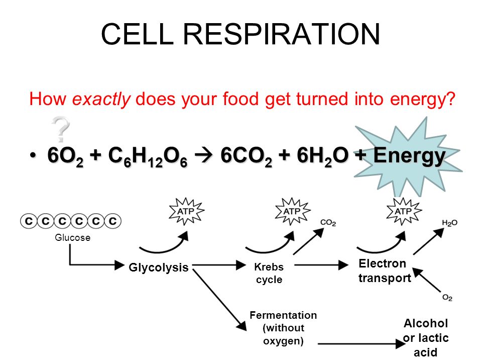 Chemical Equation For Cellular Respiration Using Words Talkchannels Chemical Equation For Cellular Respiration Talkchannels