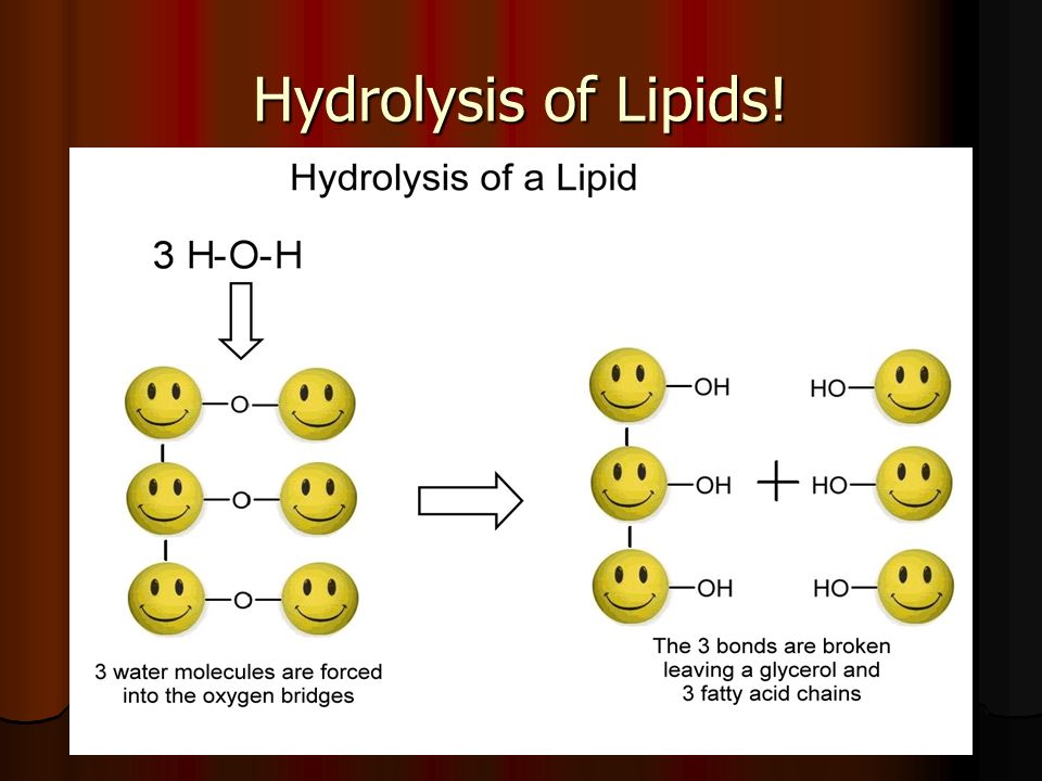 lipid hydrolysis