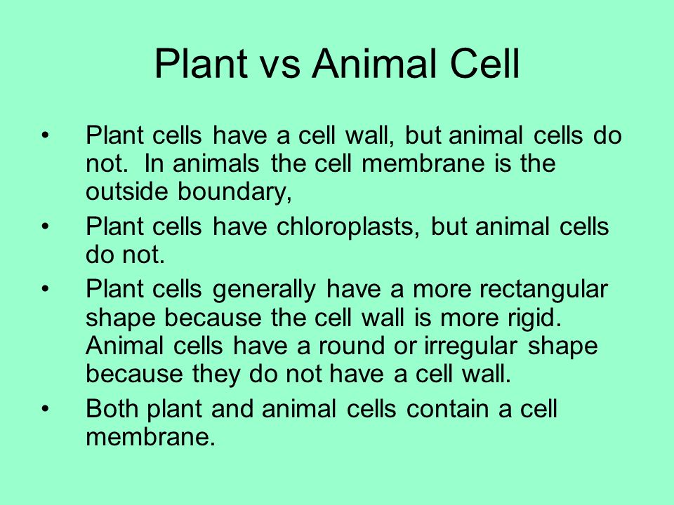 Why do animal cells not have a cell wall?