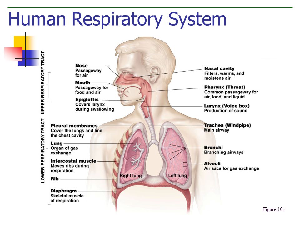 respiratory system powerpoint