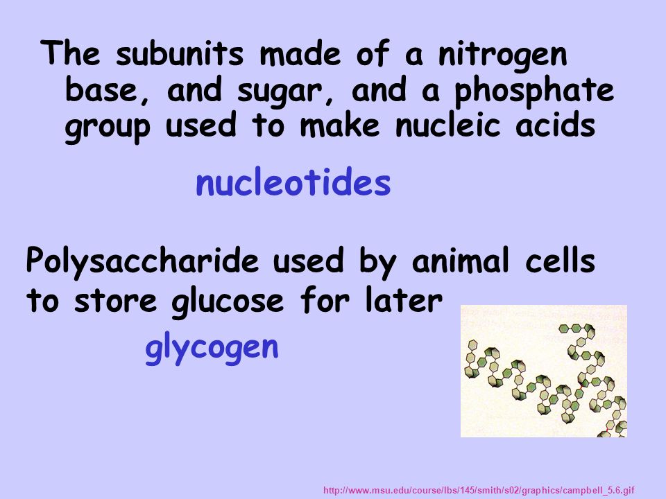 How do animal cells store glucose for later?