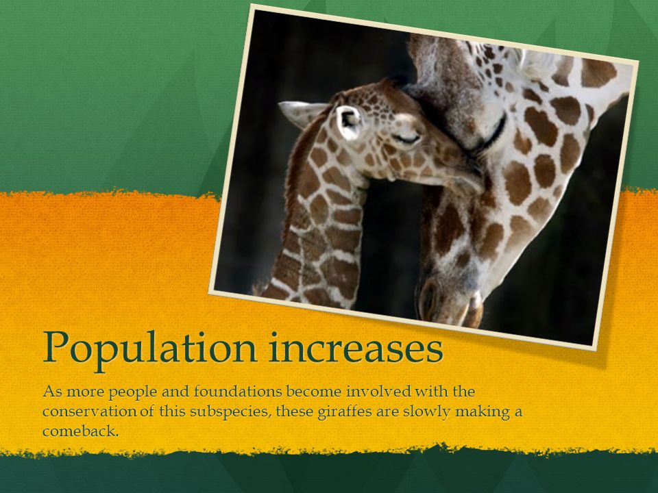 4 Population Increases As More People And Foundations Become Involved With The Conservation Of This Subspecies These Giraffes Are Slowly Making A Comeback 4 Population Increases As More People And Foundations Become Involved With The Conservation Of This Subspecies These Giraffes Are Slowly Making A Comeback