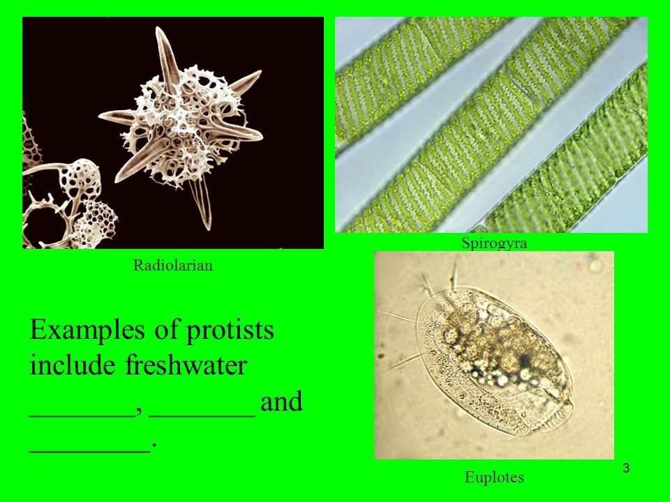 protist examples