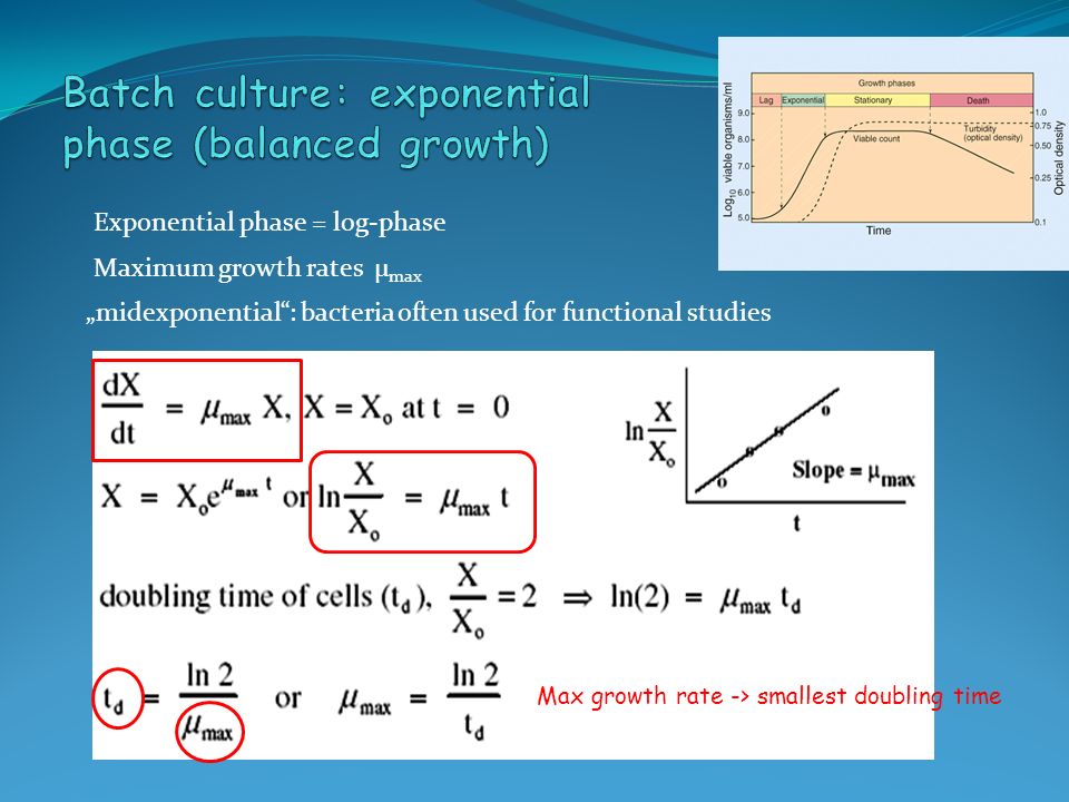 Exponential Phase Log Midexponential Bacteria Often Phase Log Midexponential Bacteria Often Used For Functional Stus Maximum Growth Rates μ Max Rate Smallest Doubling Time