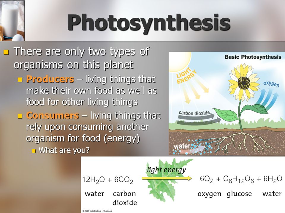 two types of photosythesis What is photosynthesis the word photosynthesis can be separated to make two smaller words: “photo” which means light “synthesis” which means putting together. two types of photosythesis What is photosynthesis the word photosynthesis can be separated to make two smaller words: “photo” which means light “synthesis” which means putting together.
