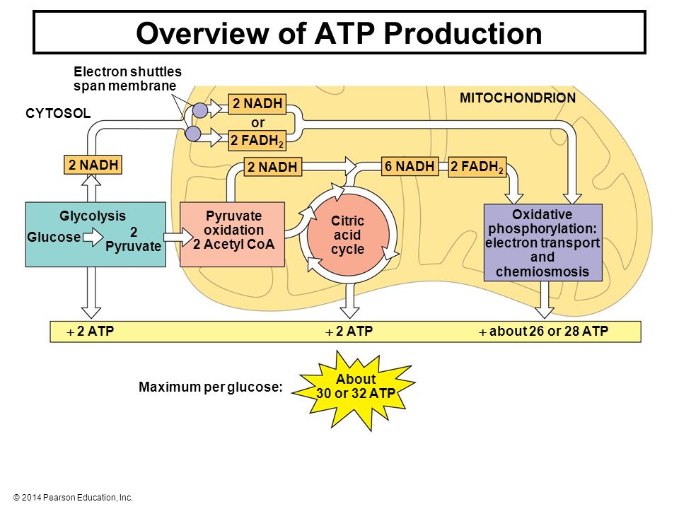 Cellular Respiration Flashcards Quizlet
