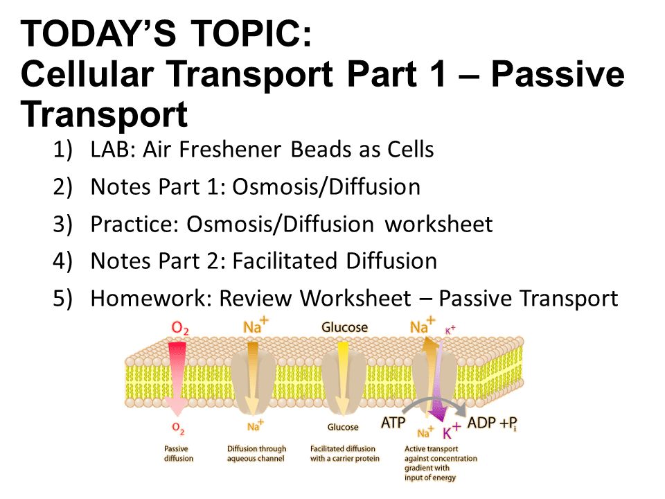 Do Now Complete The Cell Membrane Review Questions On Slip 4 Today S