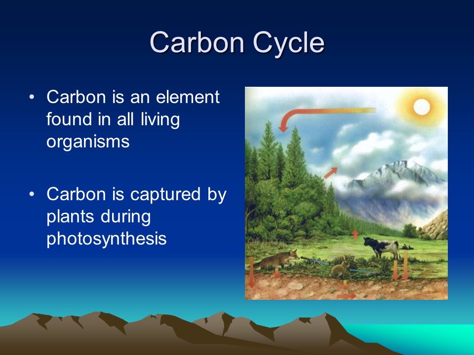 Carbon Cycle Carbon is an element found in all living organisms Carbon is captured by plants during photosynthesis