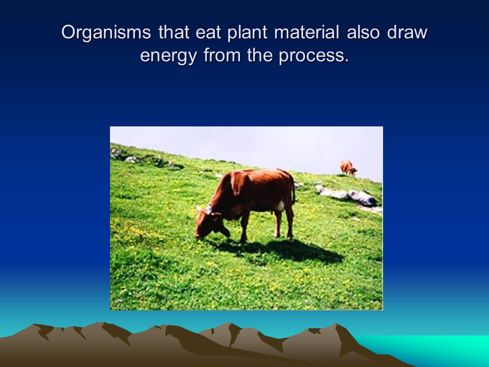 Organisms that eat plant material also draw energy from the process.