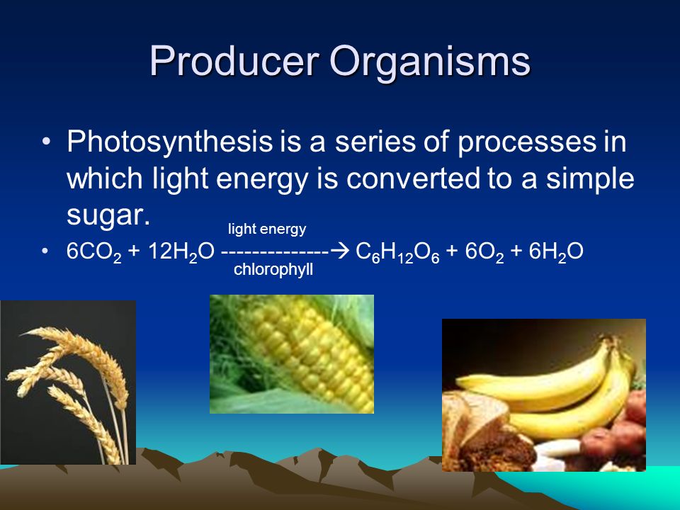 Producer Organisms Photosynthesis is a series of processes in which light energy is converted to a simple sugar.