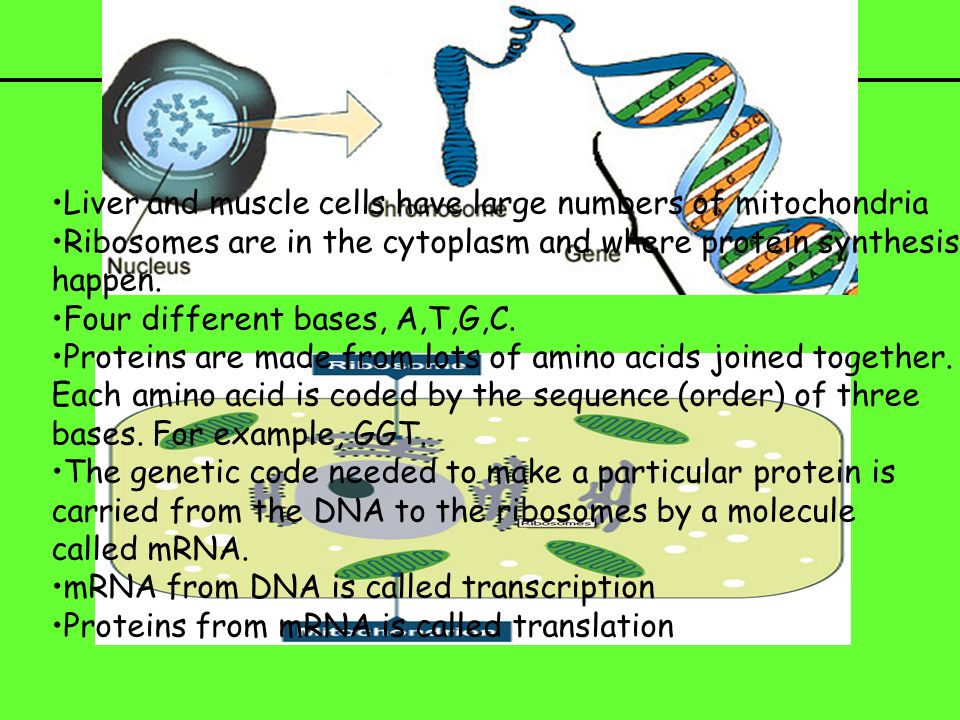 b3 science revision liver and muscle cells have large numbers of b3 science revision liver and muscle cells have large numbers of, Presentation templates