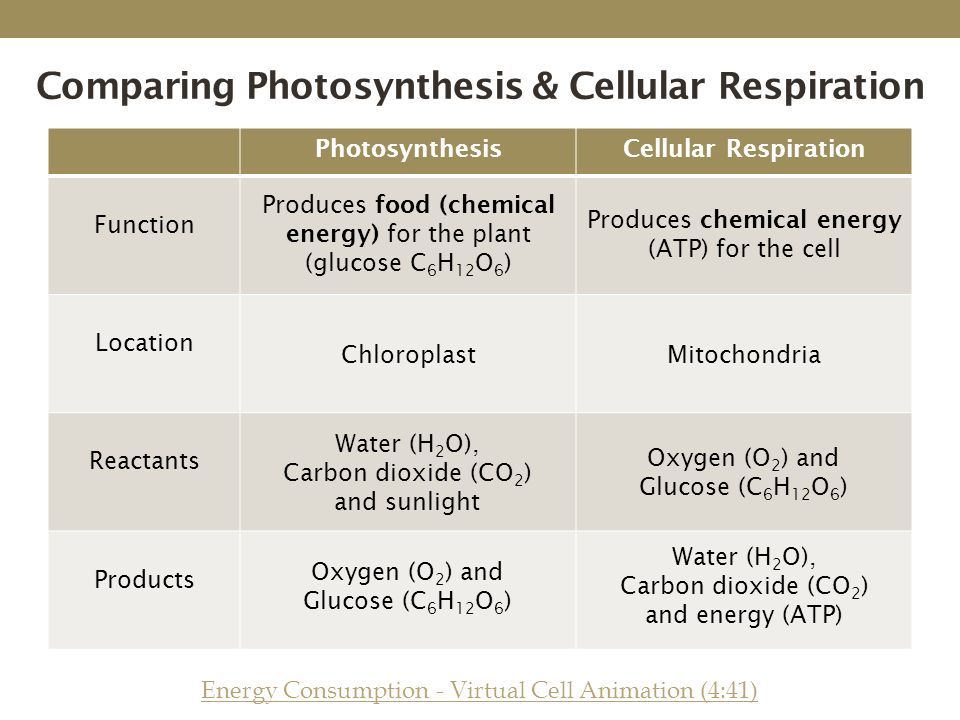 What Is The Equation For Cellular Respiration Label Which Items Cellular Respiration Identifying Chemical Equations Reactants And Products Talkchannels