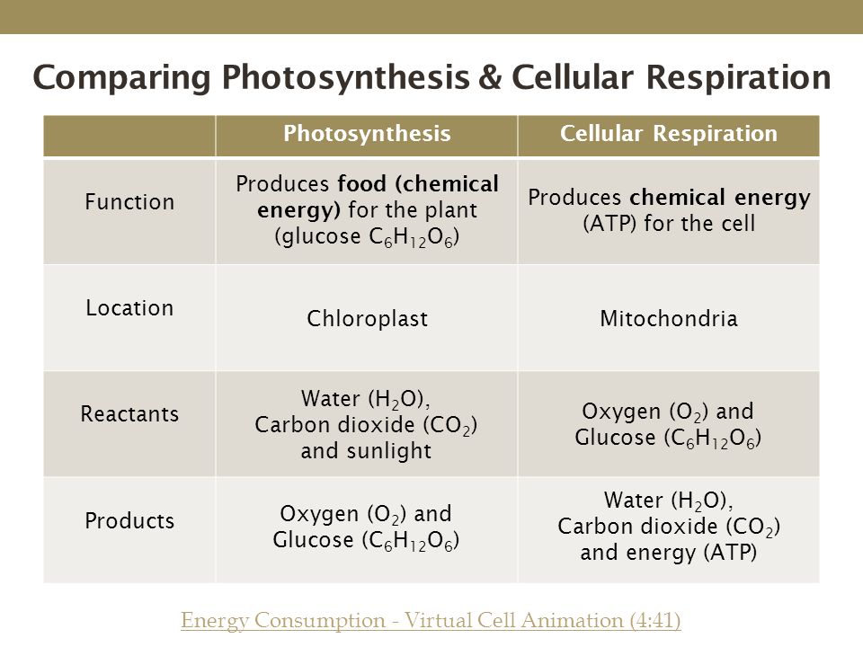 What is the chemical equation for cell respiration