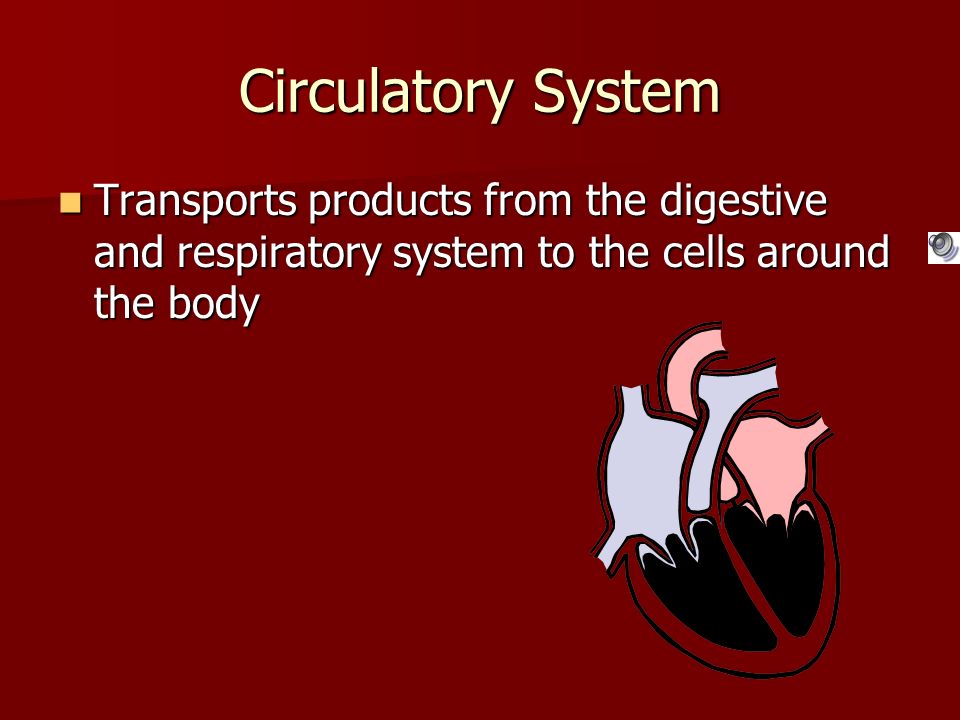 Circulatory System Transports products from the digestive and respiratory system to the cells around the body Transports products from the digestive and respiratory system to the cells around the body