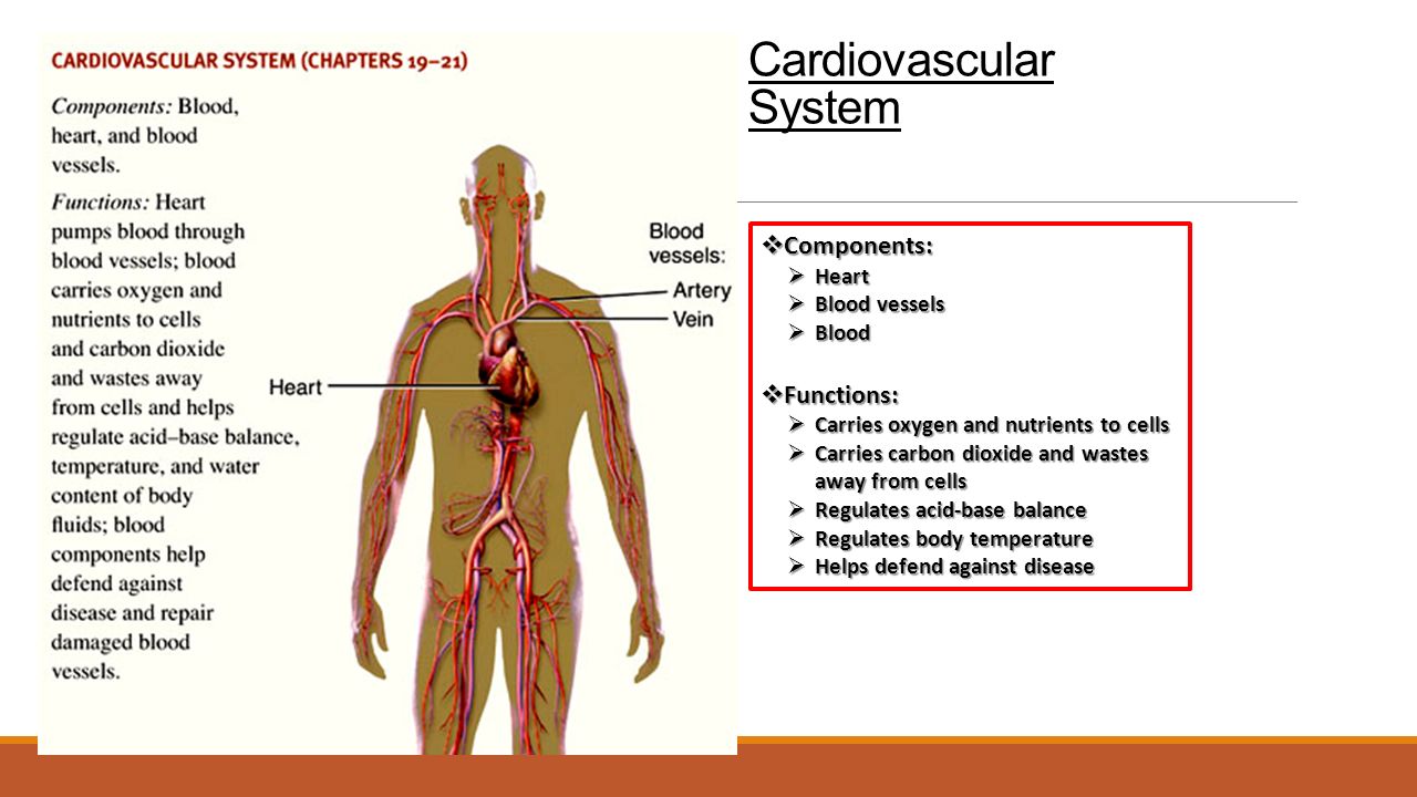 anatomy and physiology cardiovascular dynamics A free website study guide review that uses interactive animations to help you learn online about anatomy and physiology, human anatomy, and the human body systems. anatomy and physiology cardiovascular dynamics A free website study guide review that uses interactive animations to help you learn online about anatomy and physiology, human anatomy, and the human body systems.