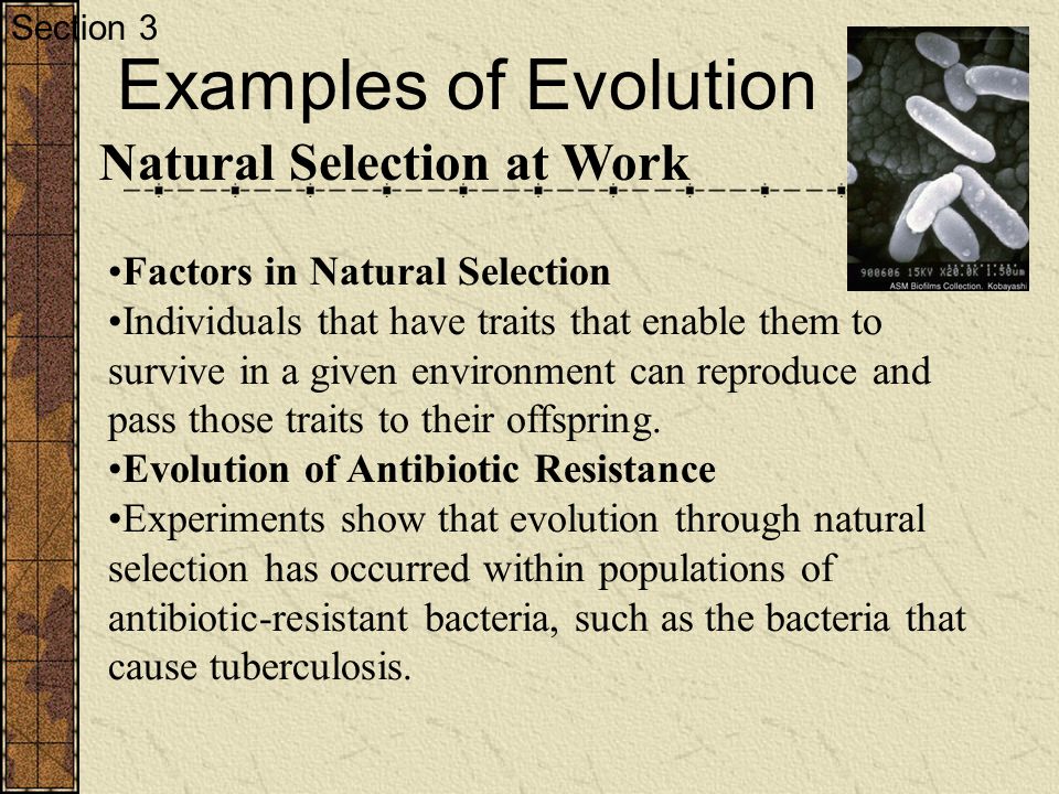 describe an example of how natural selection influenced the evolution of a particular species includ As influenced by natural selection in which evolutionary changes in one species influence the evolution of the other examples include kangaroos and. describe an example of how natural selection influenced the evolution of a particular species includ As influenced by natural selection in which evolutionary changes in one species influence the evolution of the other examples include kangaroos and.