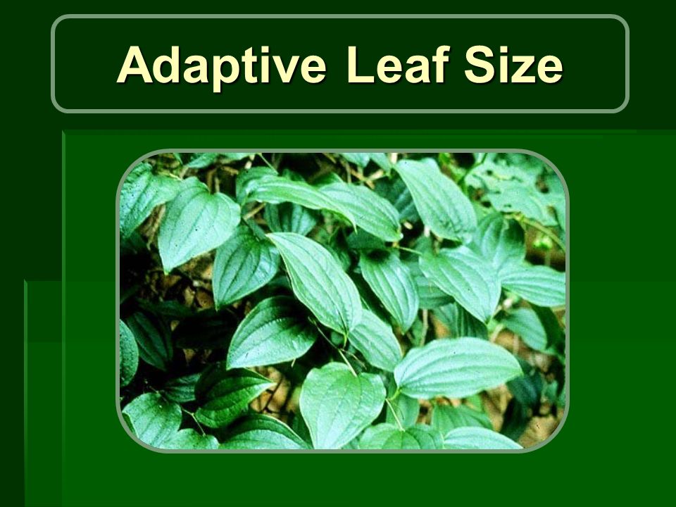 adaptive leaf size purpose o what determines the size of leaves o what determines flower size