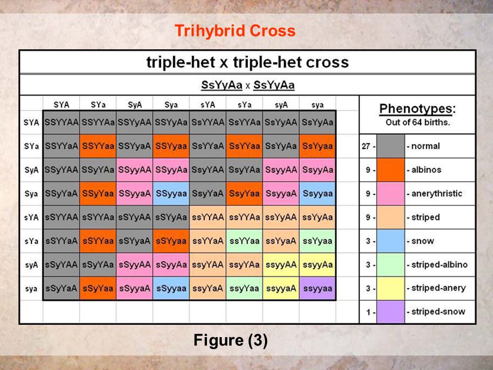 trihybrid cross