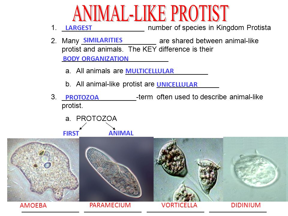 protist examples