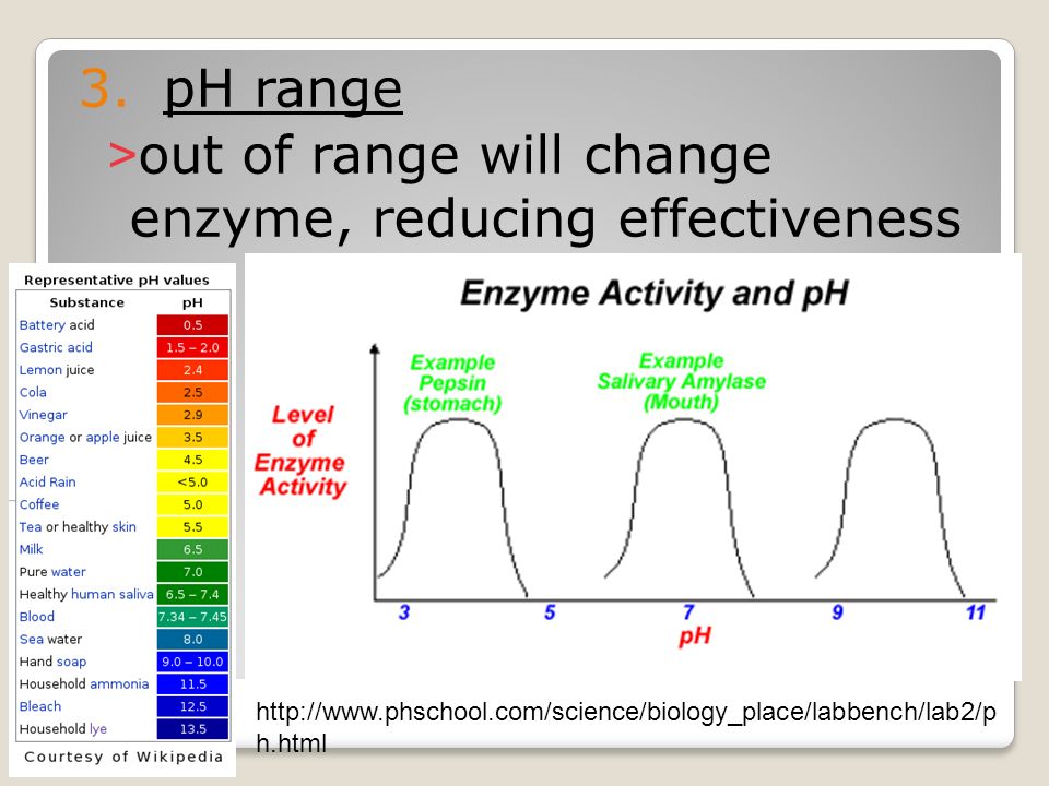 lab five cell respiration lab five cell respiration