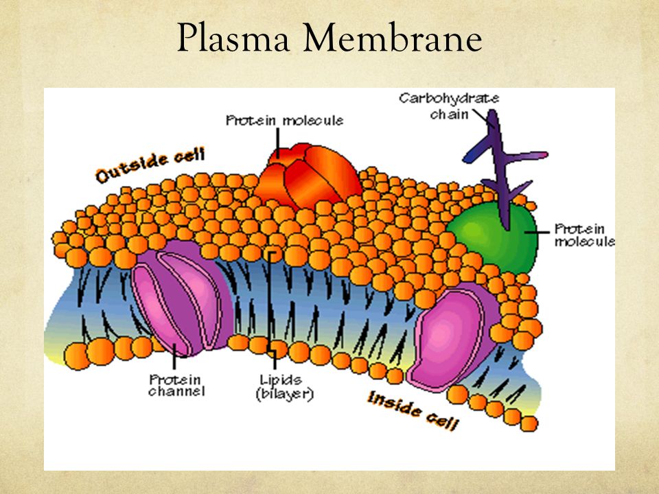 cell membrane transport cell membrane transport