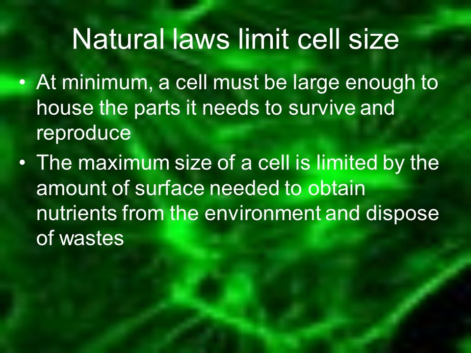 a tour of the cell ch 4 engineering 2 ms haut introduction to the the maximum size of a cell is limited by