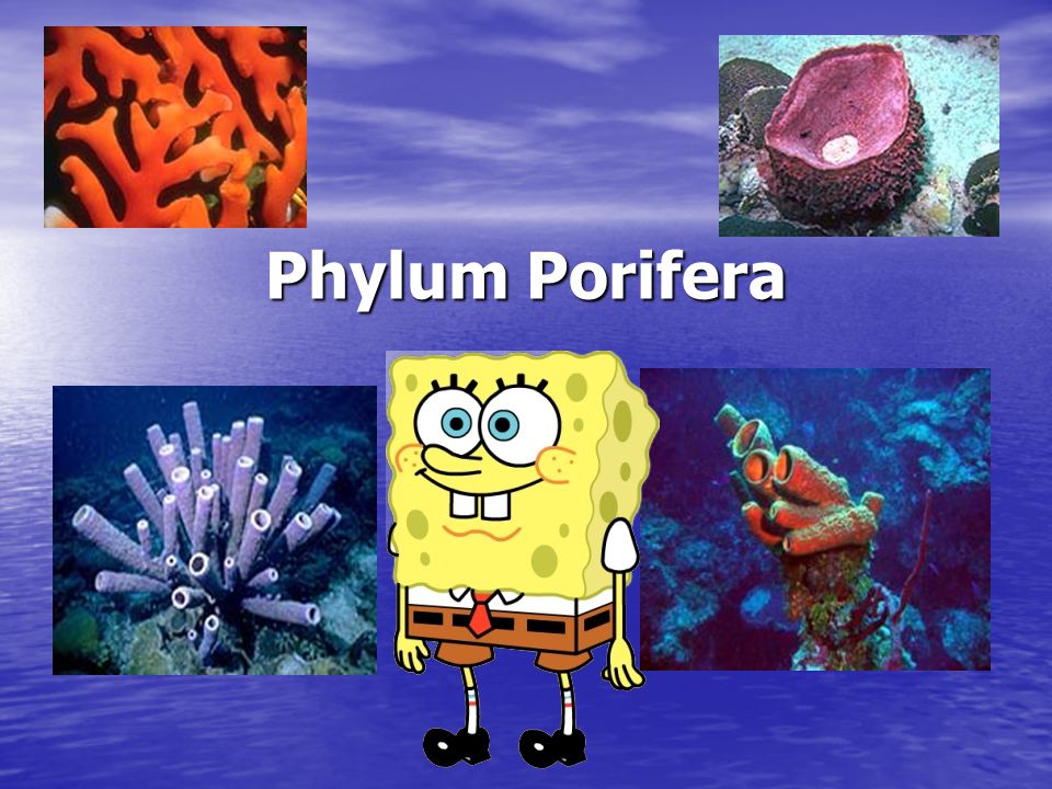 Phylum Porifera A.K.A.Sponges