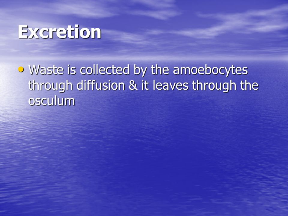 Excretion Waste is collected by the amoebocytes through diffusion & it leaves through the osculum Waste is collected by the amoebocytes through diffusion & it leaves through the osculum