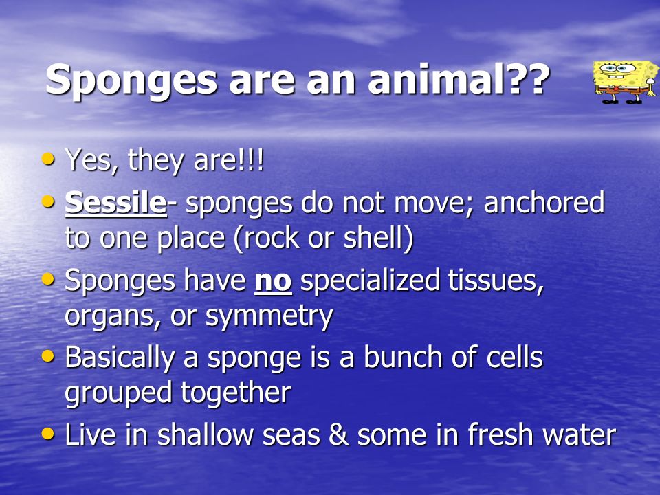 Sponges are an animal . Yes, they are!!. Yes, they are!!.