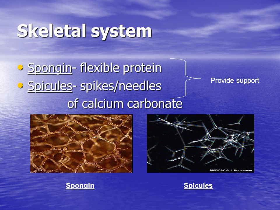 Skeletal system Spongin- flexible protein Spongin- flexible protein Spicules- spikes/needles Spicules- spikes/needles of calcium carbonate of calcium carbonate Provide support SpiculesSpongin
