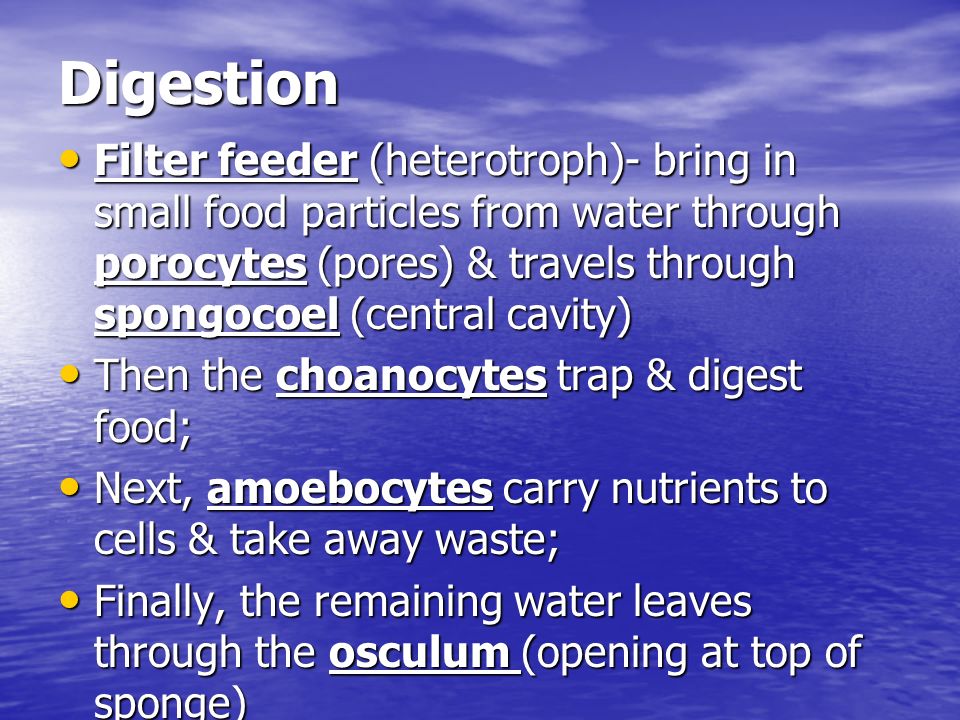 Digestion Filter feeder (heterotroph)- bring in small food particles from water through porocytes (pores) & travels through spongocoel (central cavity) Filter feeder (heterotroph)- bring in small food particles from water through porocytes (pores) & travels through spongocoel (central cavity) Then the choanocytes trap & digest food; Then the choanocytes trap & digest food; Next, amoebocytes carry nutrients to cells & take away waste; Next, amoebocytes carry nutrients to cells & take away waste; Finally, the remaining water leaves through the osculum (opening at top of sponge) Finally, the remaining water leaves through the osculum (opening at top of sponge)